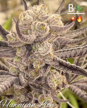 Load image into Gallery viewer, BeLeaf Cannabis Hawaiian Lion 1