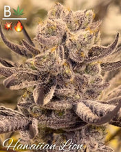 Load image into Gallery viewer, BeLeaf Cannabis Hawaiian Lion 2