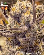 Load image into Gallery viewer, BeLeaf Cannabis Hawaiian Lion
