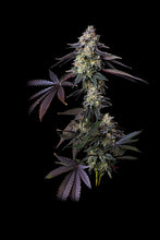 Load image into Gallery viewer, Bloom Seed Co. Rainbow Push Pop 12 Regulars Flower 1