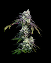 Load image into Gallery viewer, Bloom Seed Co. Rainbow Push Pop 12 Regulars Flower 2
