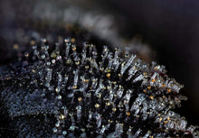 Load image into Gallery viewer, Bloom Seed Co. Rainbow Push Pop 12 Regulars Trichomes