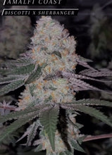 Load image into Gallery viewer, Bloom Seed Co. x Boston Roots Seed Co Amalfi Coast 12 Regular Seeds Flower