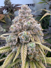 Load image into Gallery viewer, Bloom Seed Co. Strawberry Guava S1 Flower 3