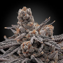 Load image into Gallery viewer, Elev8 Seeds Frosty Melons 3 Feminised Seeds Flower 1