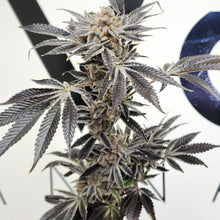 Load image into Gallery viewer, Elev8 Seeds Frosty Melons 3 Feminised Seeds Flower 2