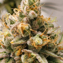 Load image into Gallery viewer, Elev8 Seeds Frosty Melons 3 Feminised Seeds Flower 3