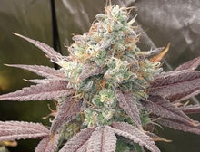 Load image into Gallery viewer, Elev8 Seeds Gary Payton S1 3 Feminised Seeds Flower 2