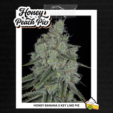 Load image into Gallery viewer, Sin City Seeds Honey Peach Pie 3 Feminised Seeds + Bonus Pack