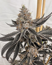 Load image into Gallery viewer, Solfire Gardens Block Monster 6 Feminised Seeds