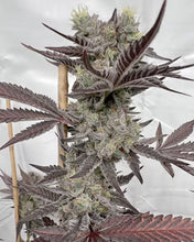 Load image into Gallery viewer, Solfire Gardens Diamond Daiquiri Flower