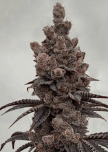 Load image into Gallery viewer, Solfire Gardens Diamond Daiquiri Flower 1