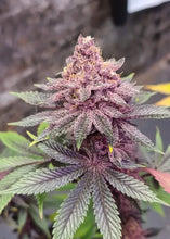 Load image into Gallery viewer, Solfire Gardens Diamond Daiquiri Flower 2