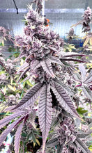 Load image into Gallery viewer, Solfire Gardens Diamond Daiquiri Flower 3