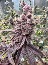 Load image into Gallery viewer, Solfire Gardens Diamond Daiquiri Flower 4