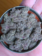 Load image into Gallery viewer, Solfire Gardens Eucalypto Bud 1