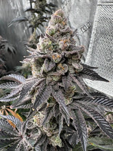 Load image into Gallery viewer, Solfire Gardens Jug Life Flower