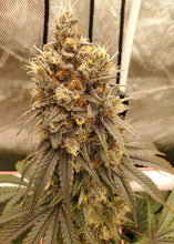 Load image into Gallery viewer, Solfire Gardens Bahama Triangle Limited Edition Jug Life Exclusive 3 pack