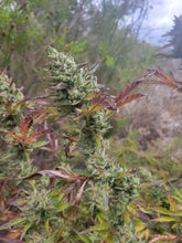 Load image into Gallery viewer, Solfire Gardens Bahama Triangle Limited Edition Jug Life Exclusive 3 pack