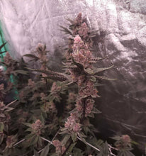 Load image into Gallery viewer, Solfire Gardens Jug Life Flower 9