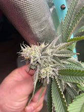 Load image into Gallery viewer, Solfire Gardens Stank Eye Flower