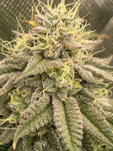 Load image into Gallery viewer, Solfire Gardens Stank Eye Flower 2