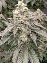 Load image into Gallery viewer, Star Fire Genetics Bapple Fritz London Pound Cake 75 x Apples N Bananas Flower 1