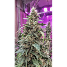 Load image into Gallery viewer, Super Sativa Seed Club Frosty Friday 12 Regulars Flower 4