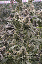 Load image into Gallery viewer, Umami Seed Co Cheetah Rita Flower 1