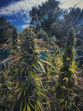 Load image into Gallery viewer, Umami Seed Co Cheetah Rita Flower Outdoor