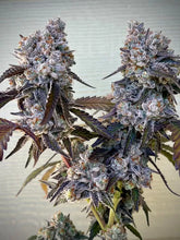 Load image into Gallery viewer, Umami Seed Co Frostade 2