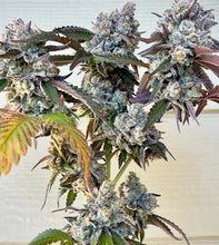 Load image into Gallery viewer, Umami Seed Co Frostade 3