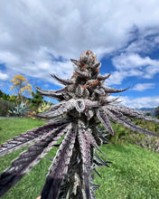 Load image into Gallery viewer, Umami Seed Co Purple Ink Flower 1