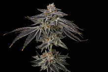 Load image into Gallery viewer, Umami Seed Co Purple Ink Flower