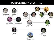 Load image into Gallery viewer, Umami Seed Co Purple Ink Lineage