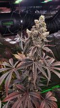Load image into Gallery viewer, Umami Seed Co Strawzilla Flower 1