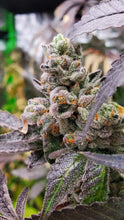 Load image into Gallery viewer, Umami Seed Co Strawzilla Flower 3