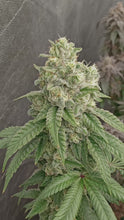 Load and play video in Gallery viewer, Star Fire Genetics Bapple Fritz London Pound Cake 75 x Apples N Bananas Flower Video 1