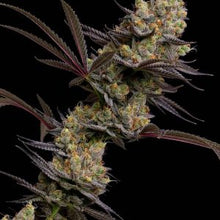 Load image into Gallery viewer, Clearwater Genetics x Tiki Madman Melon Ball 10 Fems 8 10 Weeks Flower