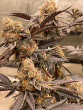 Load image into Gallery viewer, Exotic Genetix Funkfetti Cake Mix x Power Sherb Flower 1