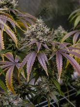 Load image into Gallery viewer, Exotic Genetix Golden Poppy Cheetah Piss x Power Sherb Flower 1