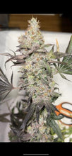 Load image into Gallery viewer, Exotic Genetix Goudaberry Rainbow Chip x Red Pop Regulars Flower 1