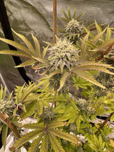 Load image into Gallery viewer, Exotic Genetix Phat Gary Gary x Power Sherb Flower 1