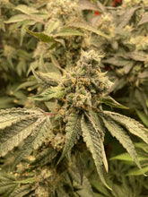 Load image into Gallery viewer, Exotic Genetix Sweet Spot Jigglers x Power Sherb Flower 1