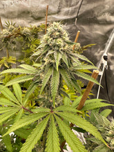 Load image into Gallery viewer, Exotic Genetix Yaaass Betch Cheesecake x Power Sherb Flower 1
