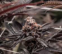 Load image into Gallery viewer, Robin Hood Seeds Black Violet