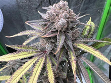 Load image into Gallery viewer, Robin Hood Seeds Iced Wildberry 3 Feminised Seeds Half Pack Flower 1