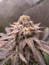 Load image into Gallery viewer, Robin Hood Seeds Violet Bag Flower 1