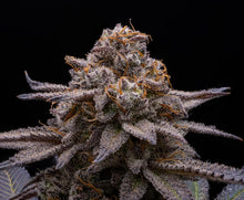 Load image into Gallery viewer, Robin Hood Seeds Violet Bag Flower 3