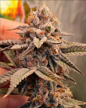 Load image into Gallery viewer, Robin Hood Seeds Violet Blue Flower